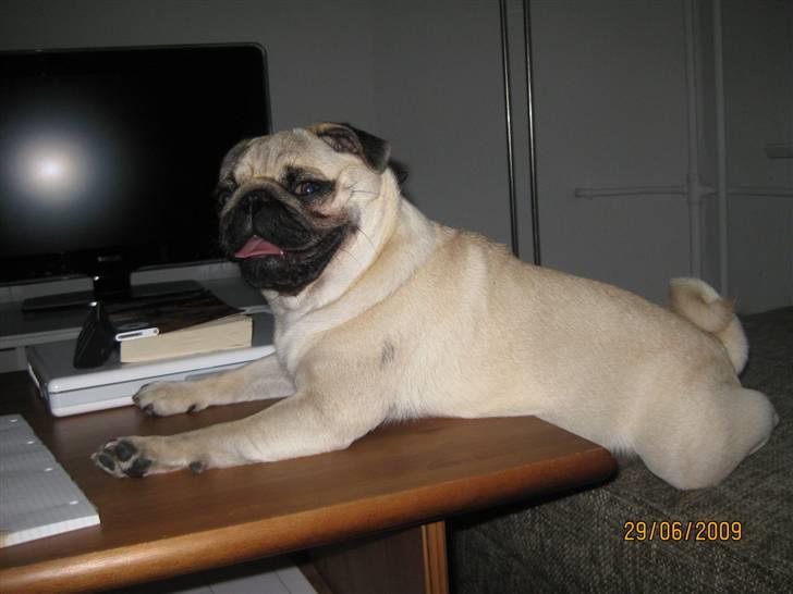 Mops Malou billede 4