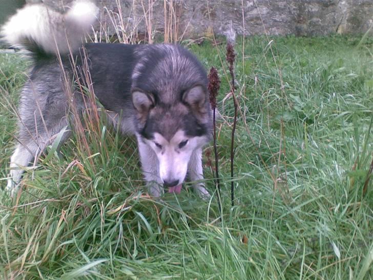 Alaskan malamute Sunset - En mus.. billede 13