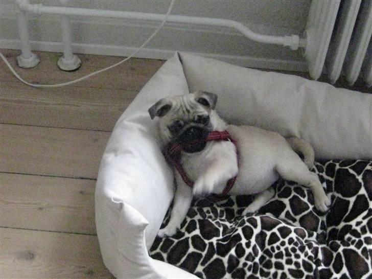 Mops Malou billede 5