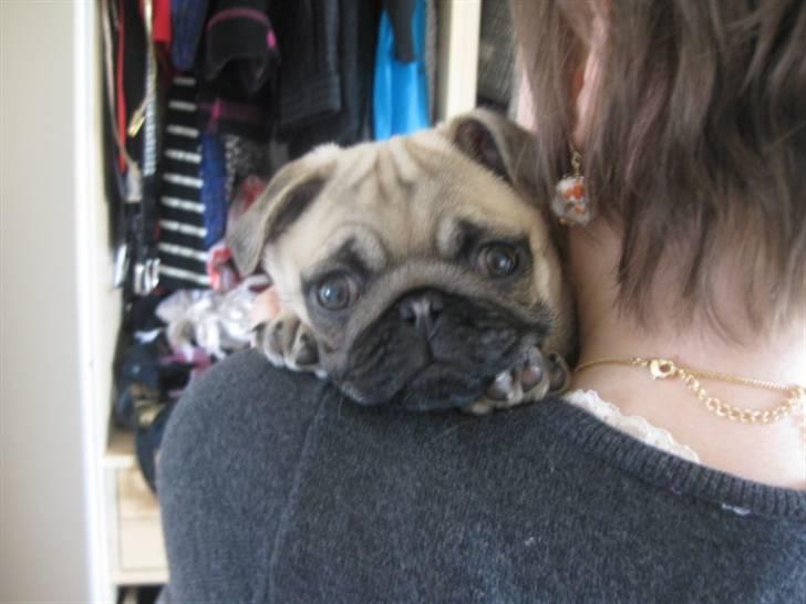 Mops Malou billede 6