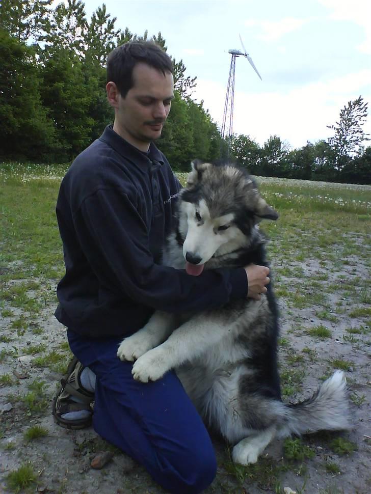 Alaskan malamute Sunset - Hygger med far. billede 14