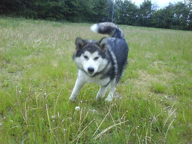 Alaskan malamute Sunset - Her kommer jeg :O) billede 15