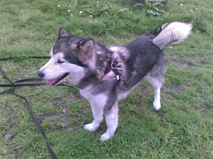 Alaskan malamute Sunset billede 16