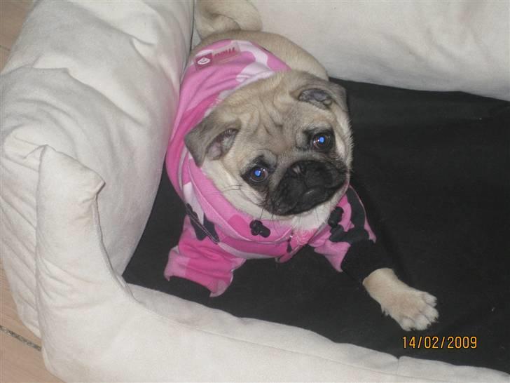 Mops Malou billede 7