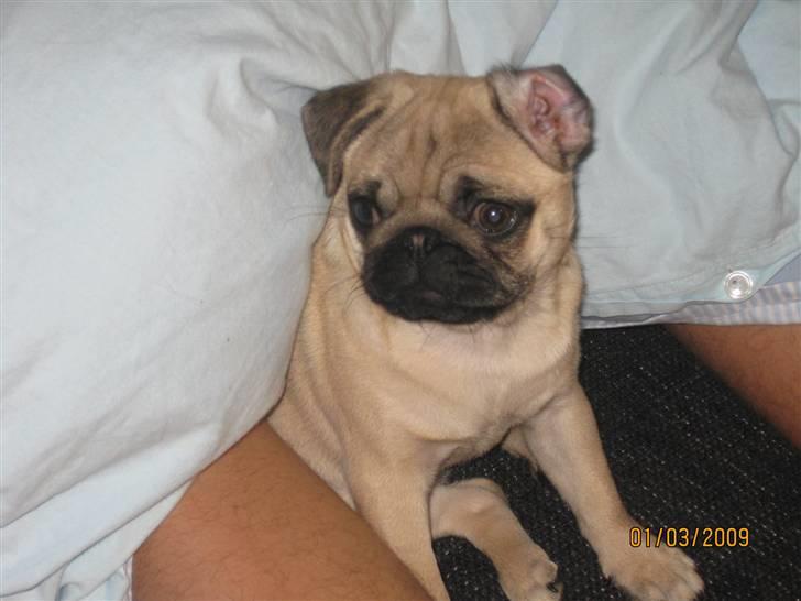 Mops Malou billede 8