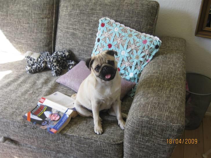 Mops Malou billede 9