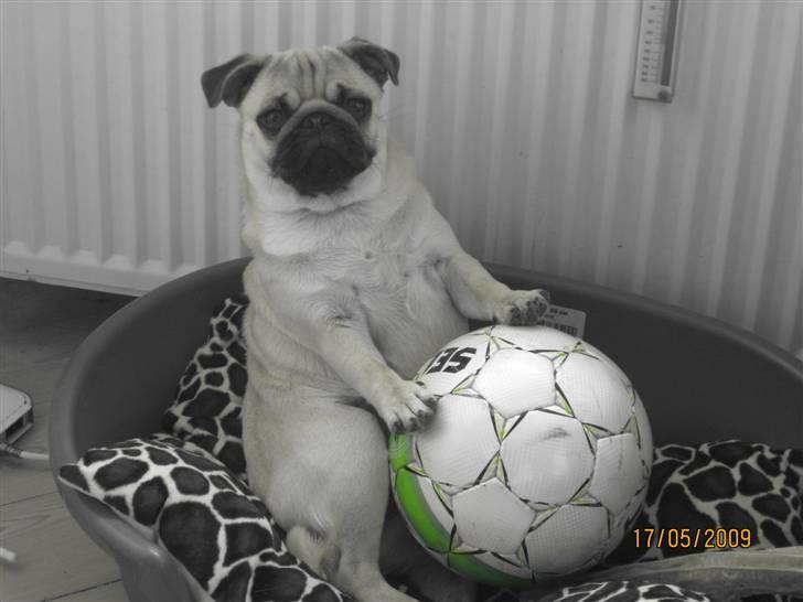 Mops Malou billede 10