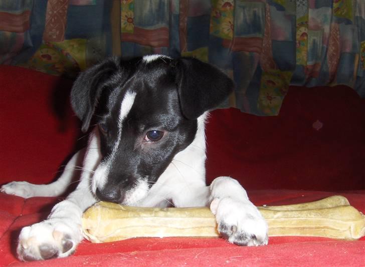 Dansk svensk gaardhund Lucy flyttet til god fam. - Lucy hygger med sit kødben.. billede 4