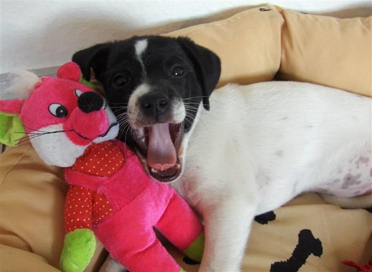 Dansk svensk gaardhund Lucy flyttet til god fam. - Talent ?  billede 5