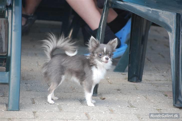 Chihuahua frebona's miss aisha bine "udstationeret" billede 20