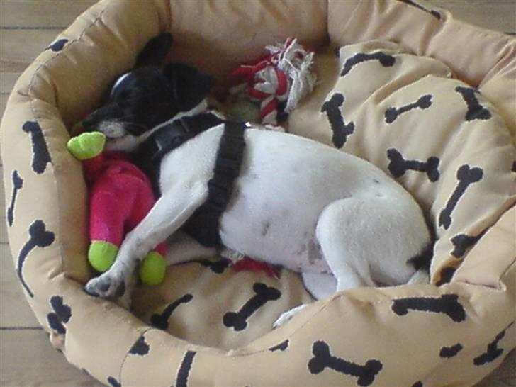 Dansk svensk gaardhund Lucy flyttet til god fam. - Lucy & Mus - yndlingsbamsen fra tidligere hjem. billede 6