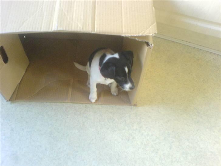 Dansk svensk gaardhund Lucy flyttet til god fam. - Lucy i flyttekasse! ... Meget underholdne. billede 7