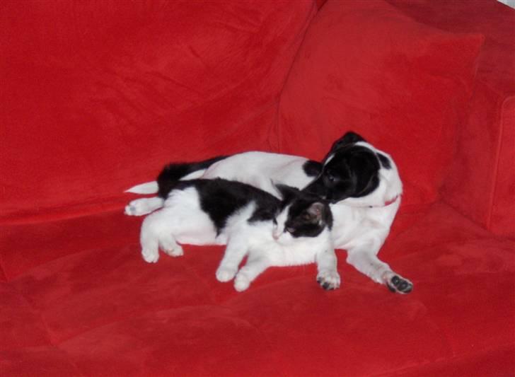 Dansk svensk gaardhund Lucy flyttet til god fam. - Lucy & MiniMis i den røde sofa! billede 8