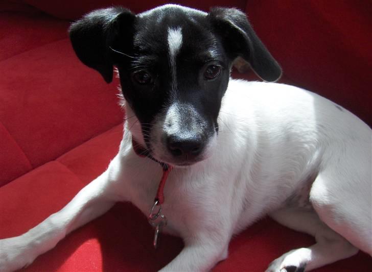 Dansk svensk gaardhund Lucy flyttet til god fam. - Hvem har brug for en kurv, når man har en 6pers. rød sofa ?  billede 9