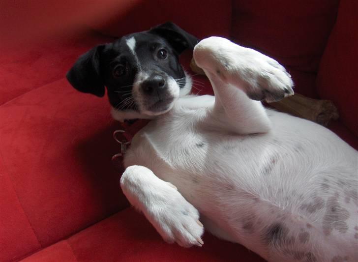 Dansk svensk gaardhund Lucy flyttet til god fam. - Man kan vel ikke gøre for man har lidt charme... billede 10