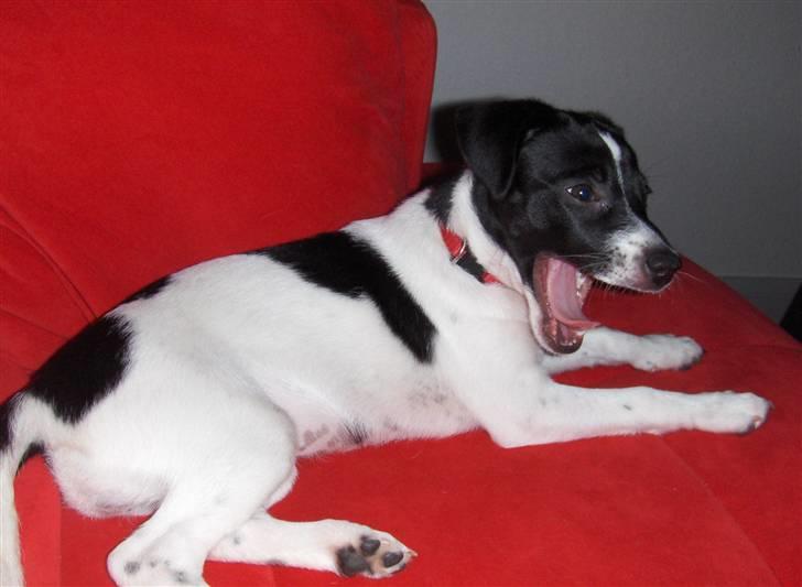 Dansk svensk gaardhund Lucy flyttet til god fam. - Man bliver alligevel træt efter 1½time´s aktivitet under lillebæltsbroen... Men det var hyggeligt. billede 11