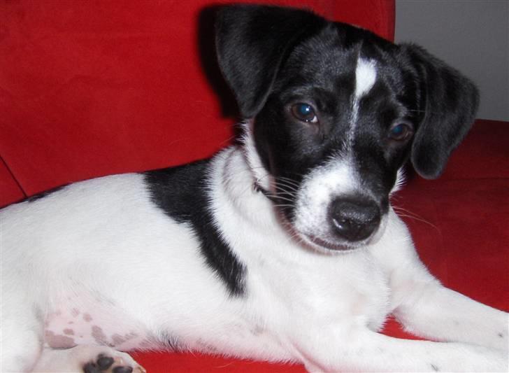 Dansk svensk gaardhund Lucy flyttet til god fam. - Det er tilladt at være lidt morgengrim - også for smukke piger!  billede 12