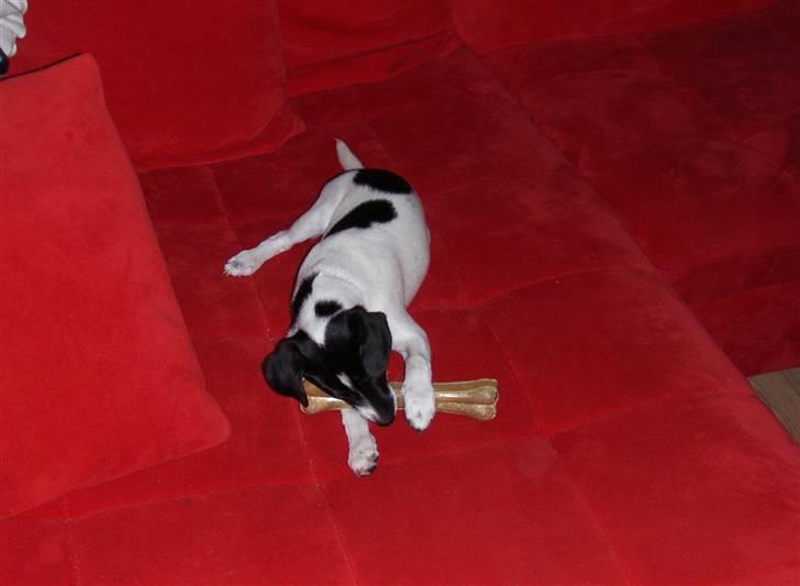 Dansk svensk gaardhund Lucy flyttet til god fam. - Kamphund ? - Eller en kamp for en lille hund ? :D billede 13