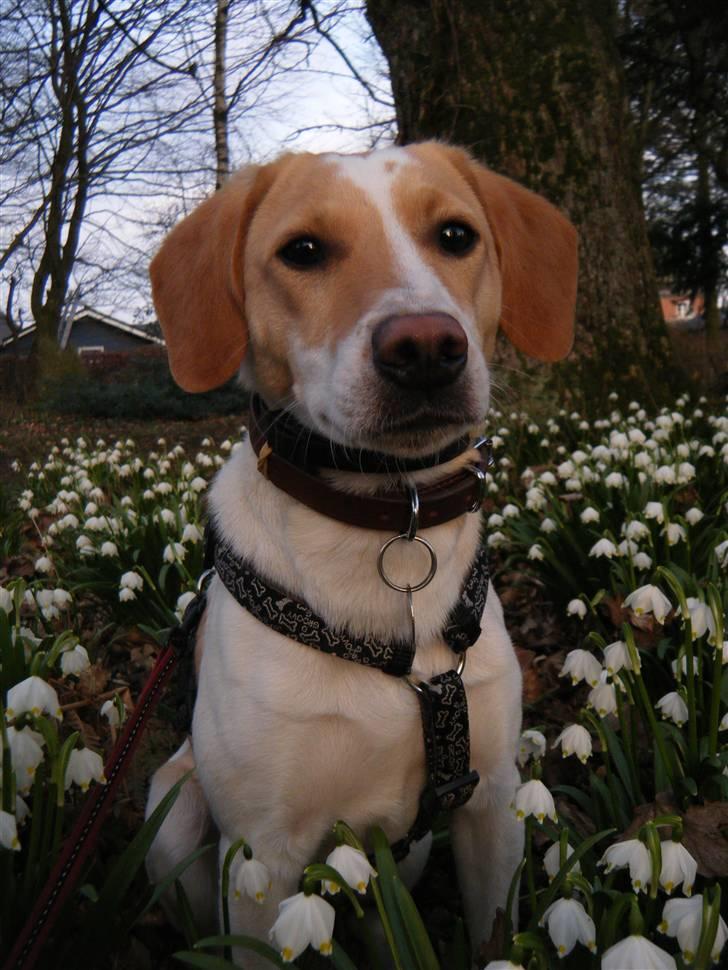 Blanding af racer Bailey - så blev det endelig forår, efter en lang og kold vinter (: billede 1