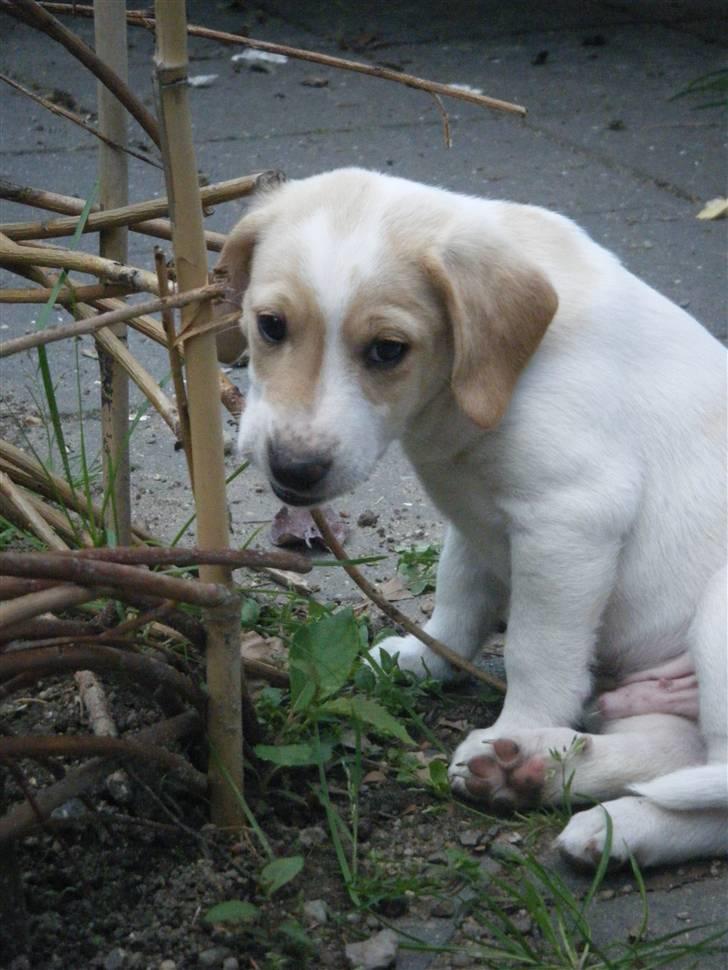 Blanding af racer Bailey - Bailey æder lige hegnet (; billede 2