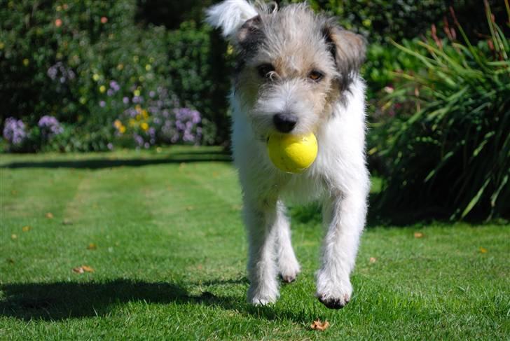 Jack russell terrier HØJENS IRISH MURPHY billede 7