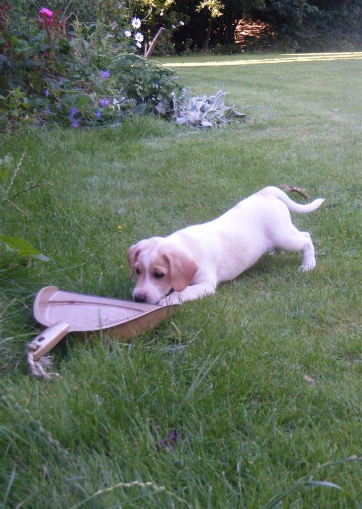 Blanding af racer Bailey - uuh, fejebakke! billede 3