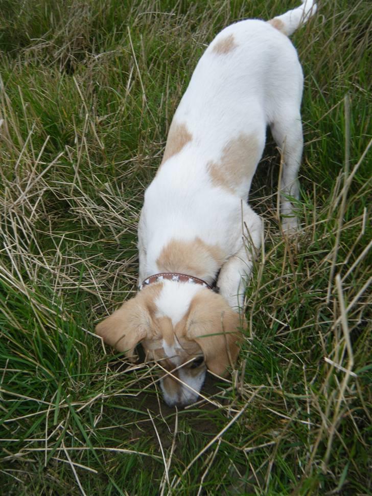 Blanding af racer Bailey - grave, grave, grave! billede 4