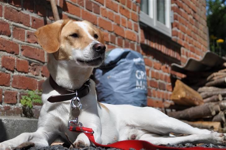 Blanding af racer Bailey - Slåskamp med mor billede 5