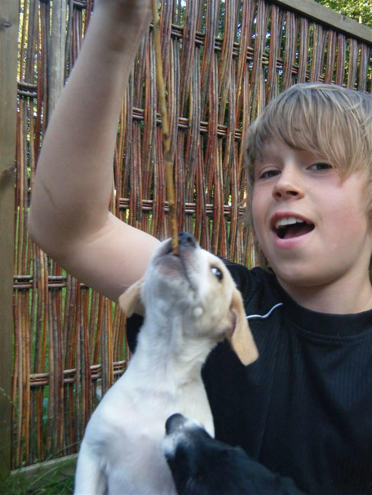 Blanding af racer Bailey - Bailey og Christopher leger med pind billede 6