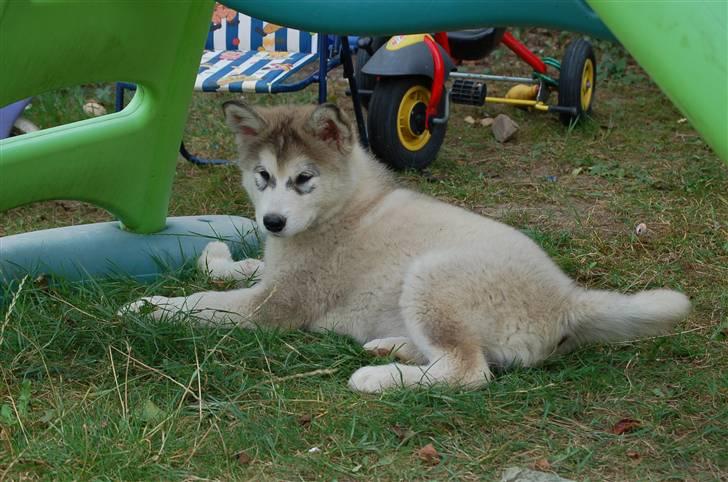 Alaskan malamute Shadi billede 1