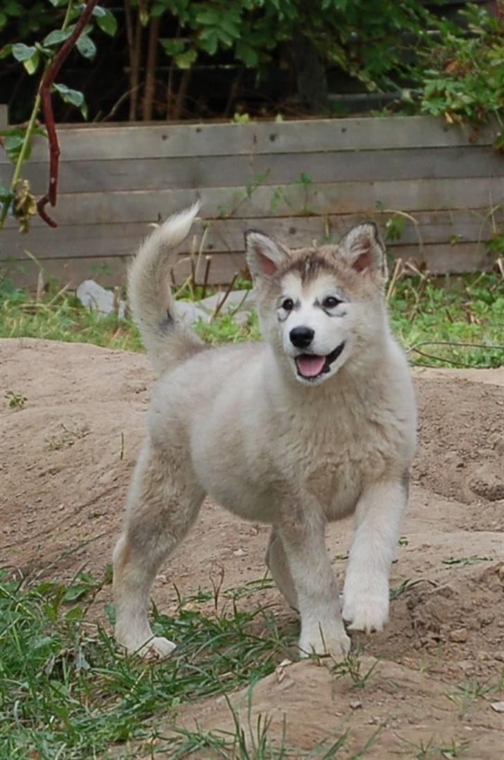 Alaskan malamute Shadi billede 2