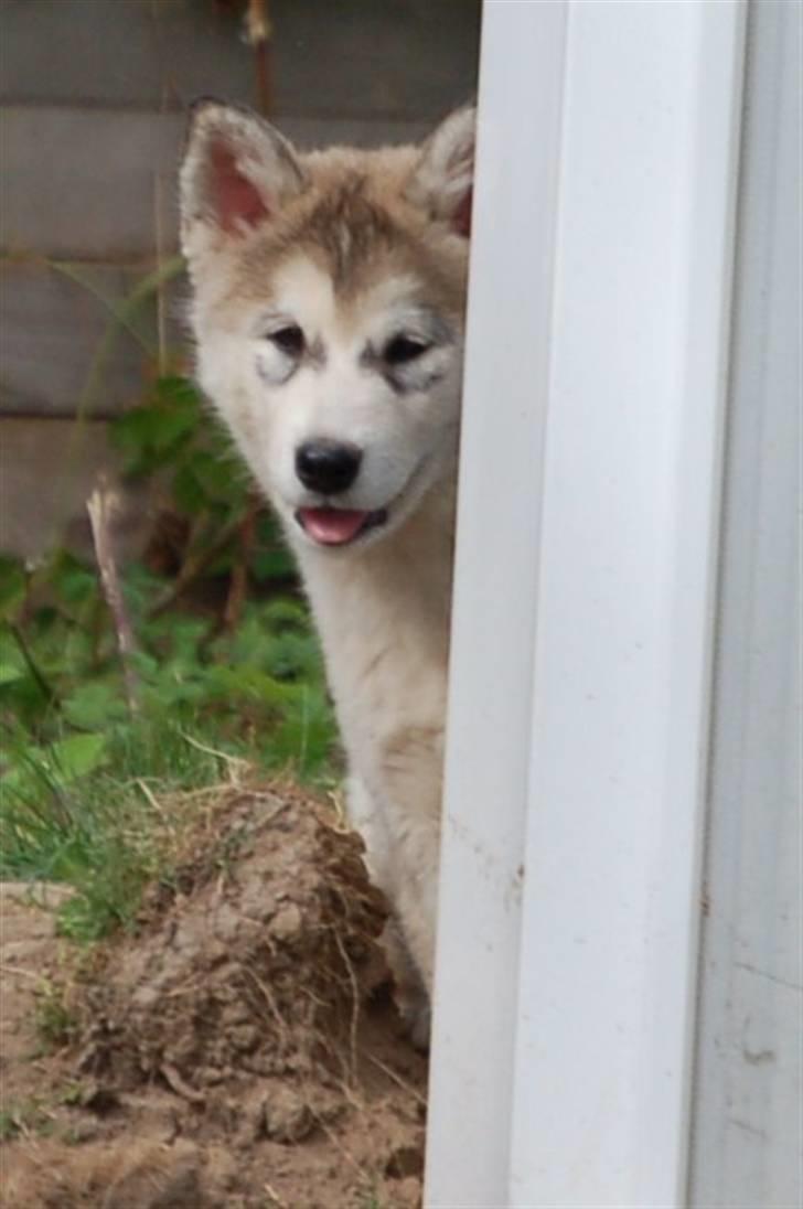 Alaskan malamute Shadi billede 3
