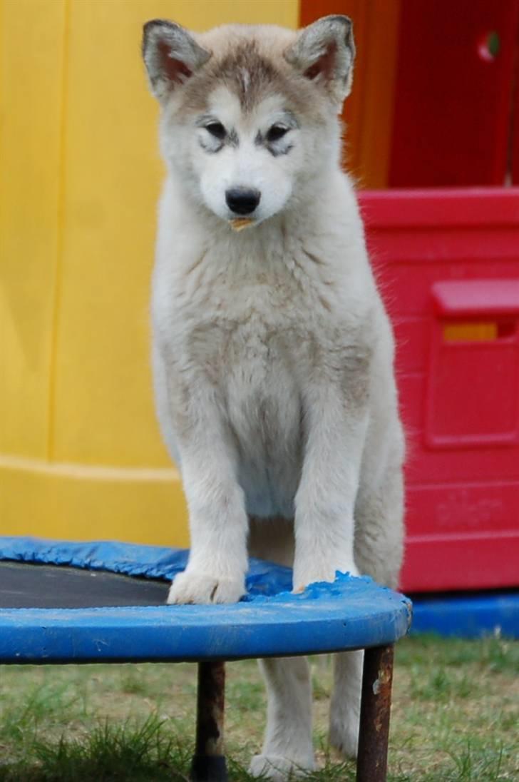 Alaskan malamute Shadi billede 4