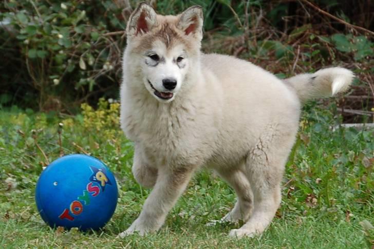 Alaskan malamute Shadi billede 5