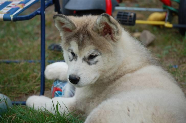 Alaskan malamute Shadi billede 6