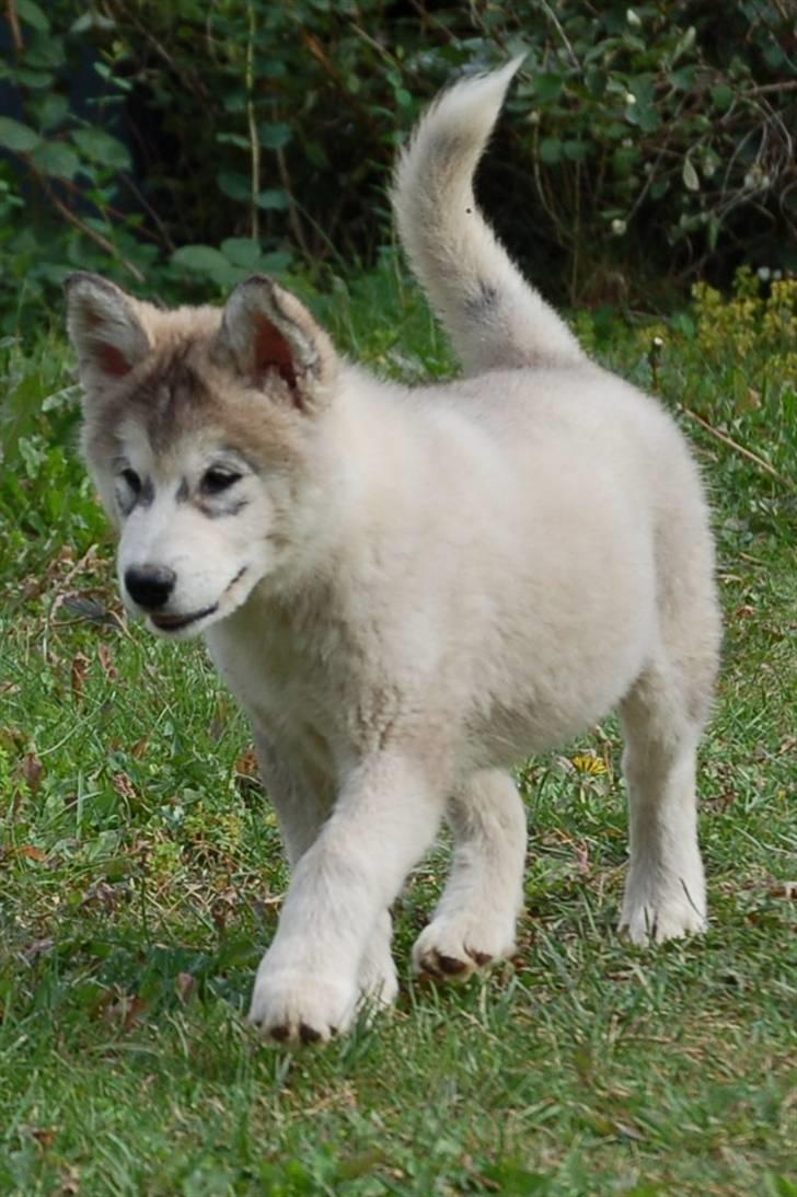Alaskan malamute Shadi billede 8