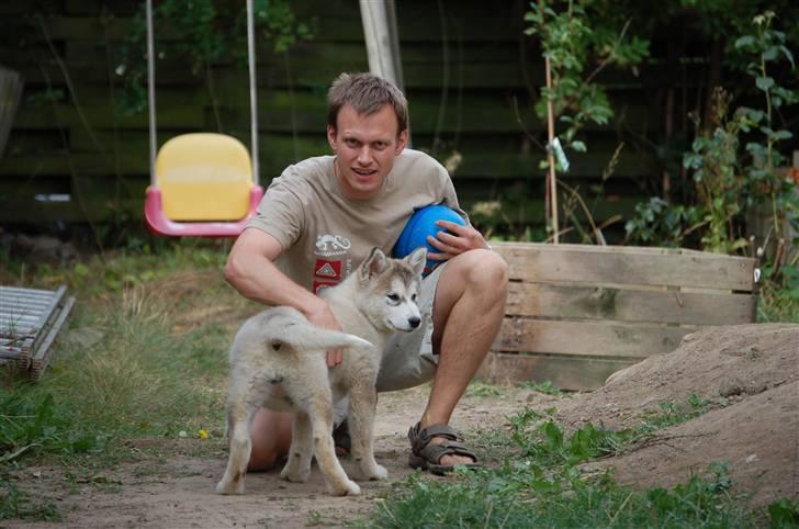 Alaskan malamute Shadi billede 9