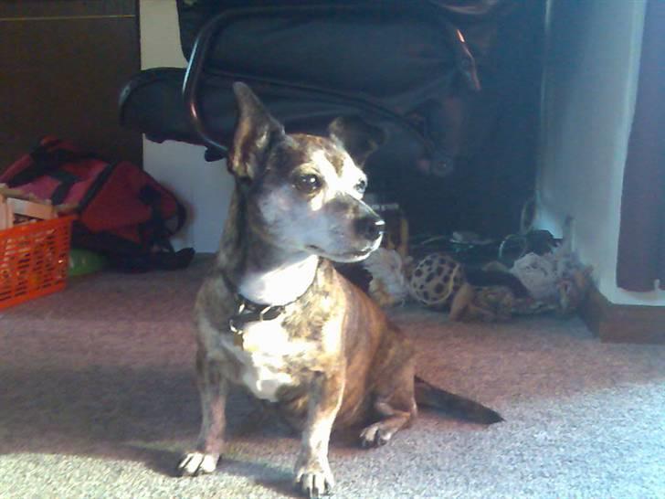 Blanding af racer Mille [R.I.P] billede 9