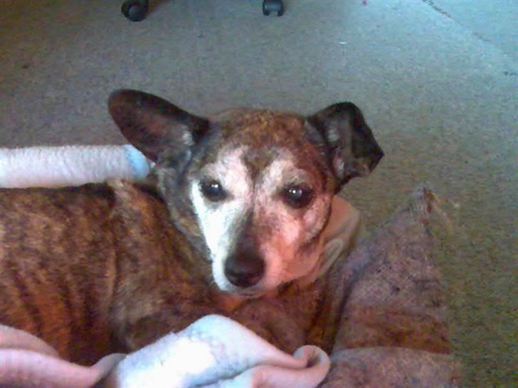 Blanding af racer Mille [R.I.P] - Billedet er taget den sidste dag jeg havde hende.. ;( <33 billede 10