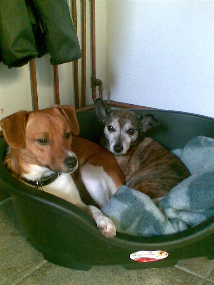 Blanding af racer Mille [R.I.P] - Mille&Mikkel<3 billede 11