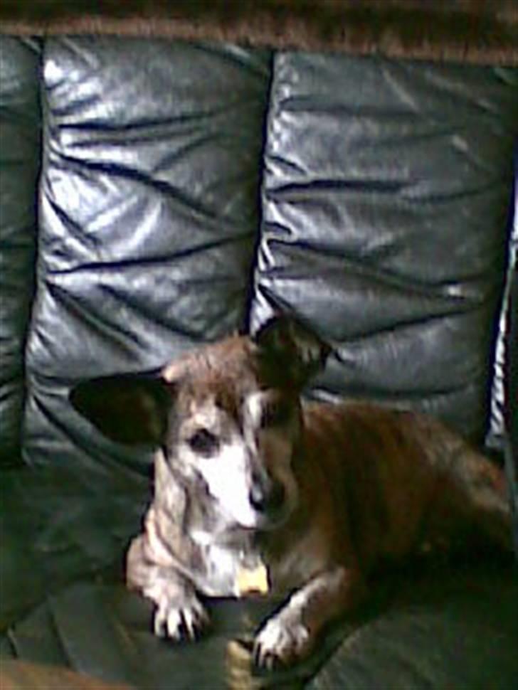 Blanding af racer Mille [R.I.P] billede 12