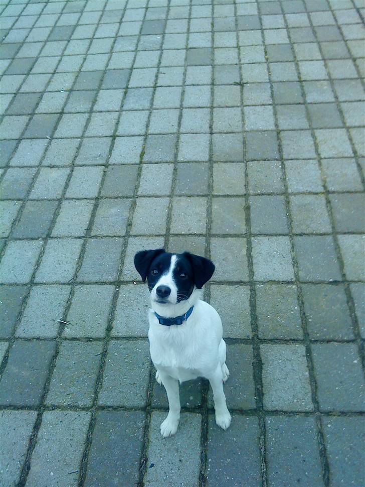 Jack russell terrier Rufus billede 1