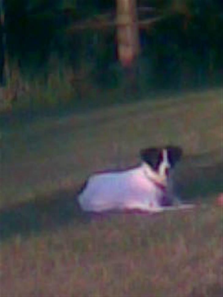 Jack russell terrier Rufus billede 2