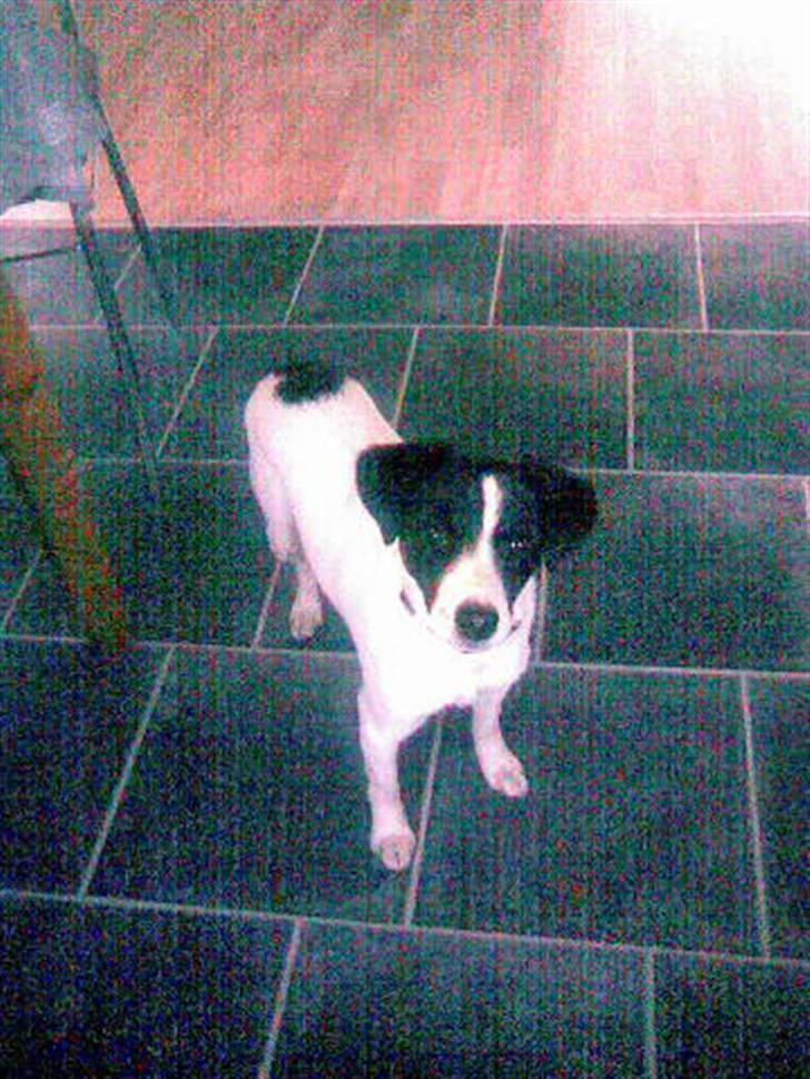 Jack russell terrier Rufus billede 3