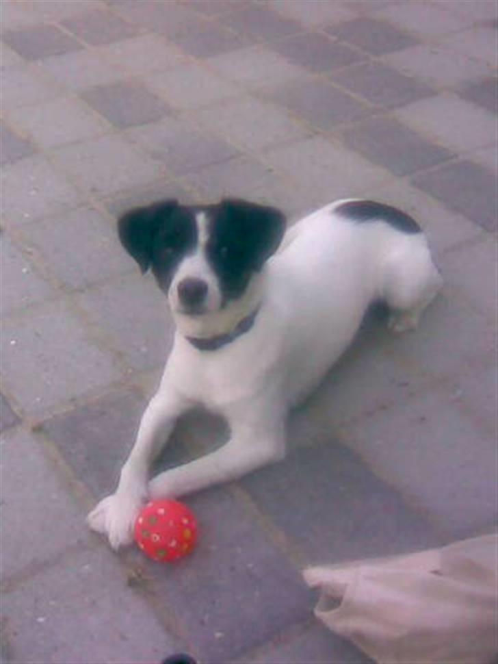 Jack russell terrier Rufus billede 4