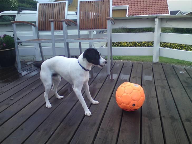 Jack russell terrier Rufus billede 5