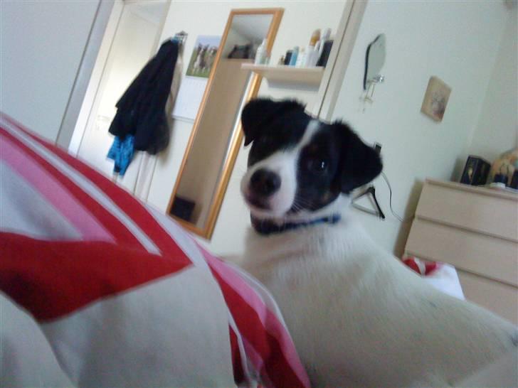 Jack russell terrier Rufus billede 6