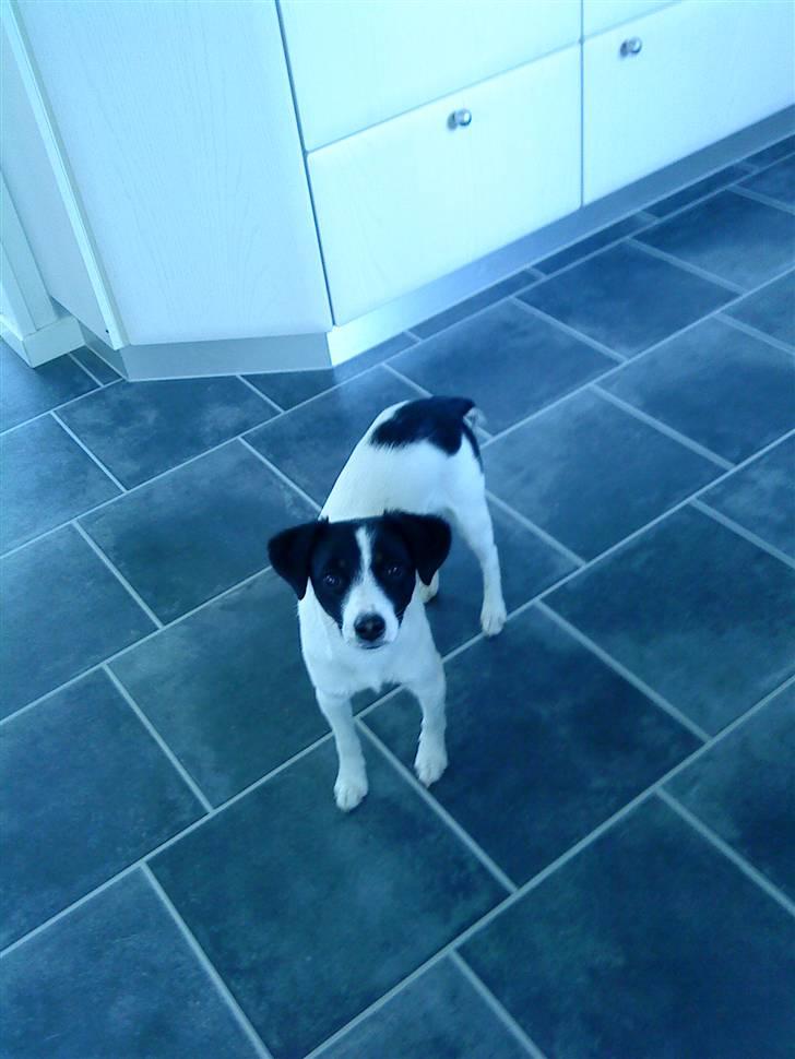 Jack russell terrier Rufus billede 7