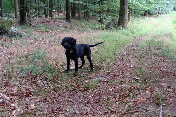 Labrador retriever / Breton Chico - 12 uger billede 12