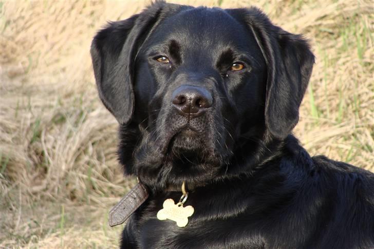 Labrador retriever / Breton Chico - så vi på ferie ved vesterhavet Ahh billede 13